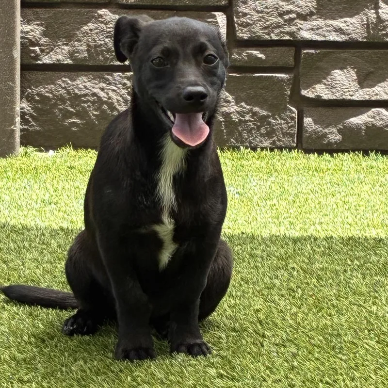 A baby small-sized male Black Terrier dog named Clyde for adoption in LOXAHATCHEE, FL