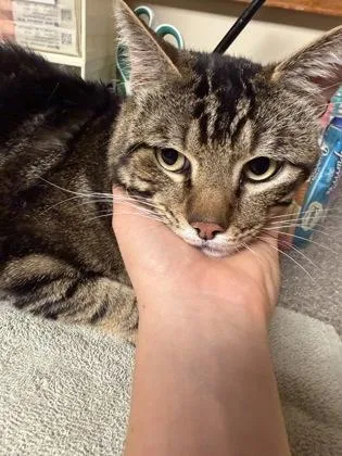 A young large-sized male Tabby (Brown / Chocolate) Domestic Short Hair cat named Gilgamesh for adoption in Bellingham, WA