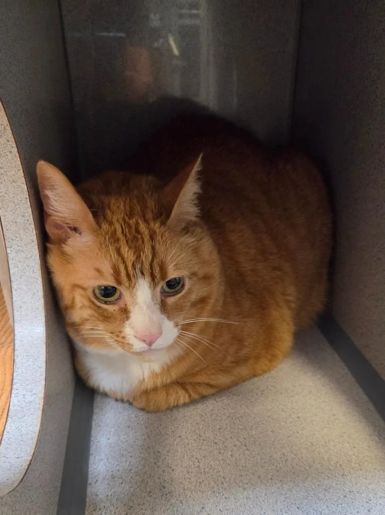 Cheddar