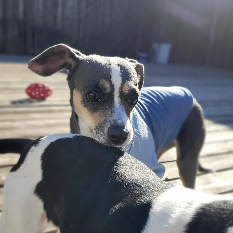 Piper Jones thumbnail 2