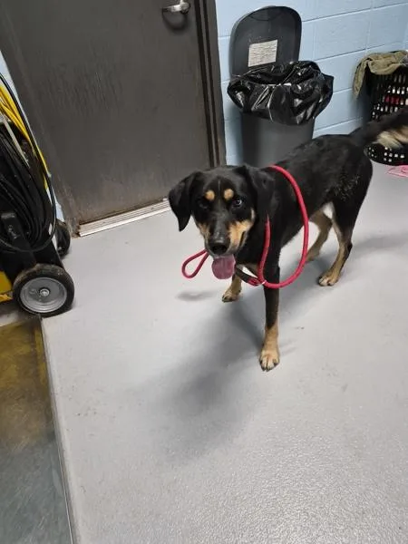 An adult medium-sized male Shepherd dog named Pen for adoption in Lawrenceville, GA