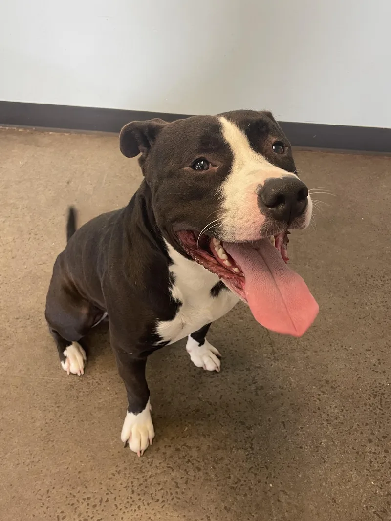A young large-sized male Brown / Chocolate Mixed Breed dog named Buddy for adoption in Mishawaka, IN