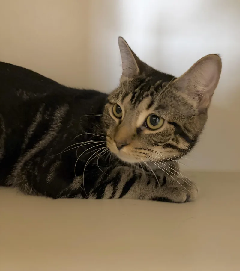A young medium-sized male Tabby (Brown / Chocolate) Domestic Short Hair cat named Andrew B. Bernard for adoption in Somerset, NJ