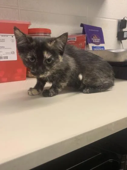 An adult medium-sized female Black Domestic Short Hair cat named Rosie for adoption in Wichita, KS