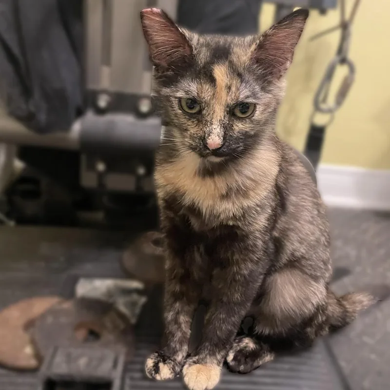 A young small-sized female Tortoiseshell Domestic Short Hair cat named Beautiful for adoption in Los Angeles, CA