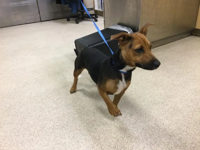 An adult medium-sized female Terrier dog named Candy for adoption in Riverside, CA