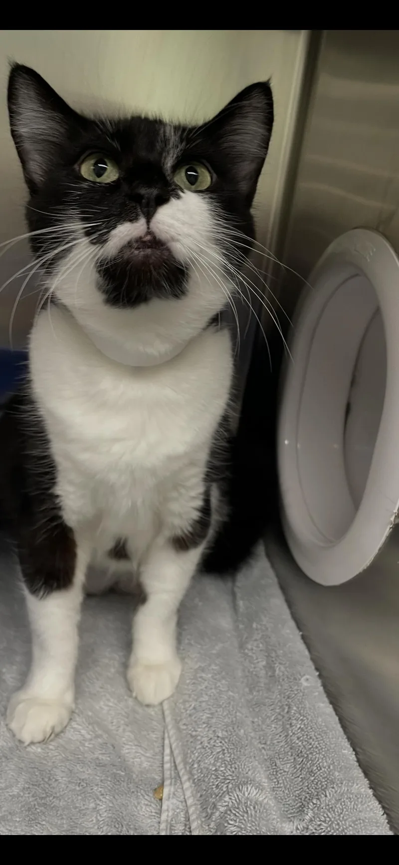 An adult medium-sized female Black & White / Tuxedo Domestic Short Hair cat named Martha for adoption in Georgetown, KY