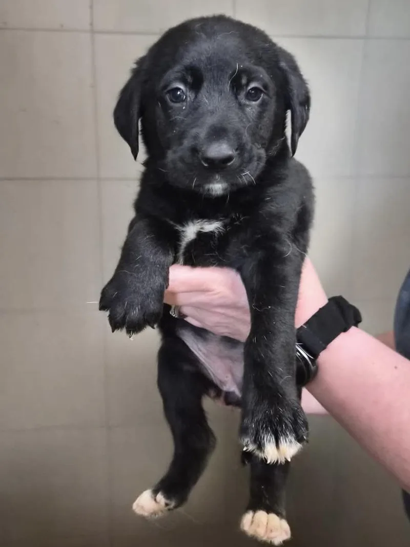 A baby medium-sized female Black Border Collie dog named Mellie for adoption in Hamilton , NJ