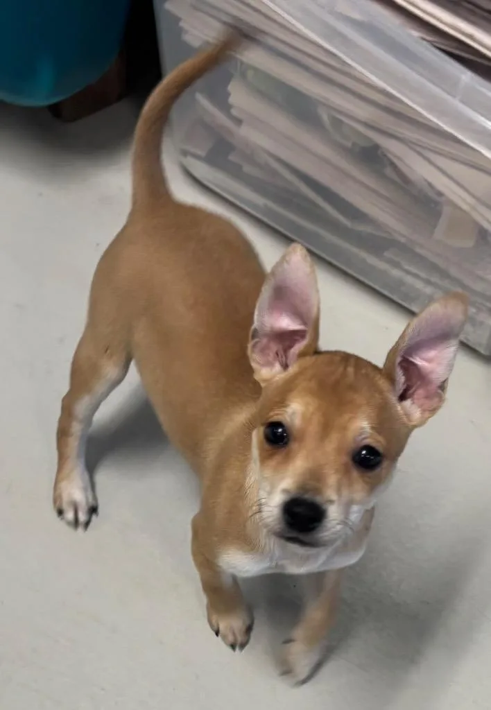 A young small-sized male Chihuahua dog named Dingo for adoption in Dalton, GA