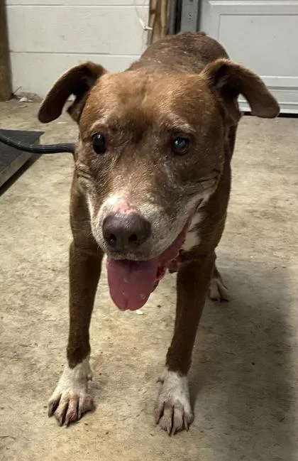 A senior large-sized female Labrador Retriever dog named Grammie for adoption in Gainesville, FL