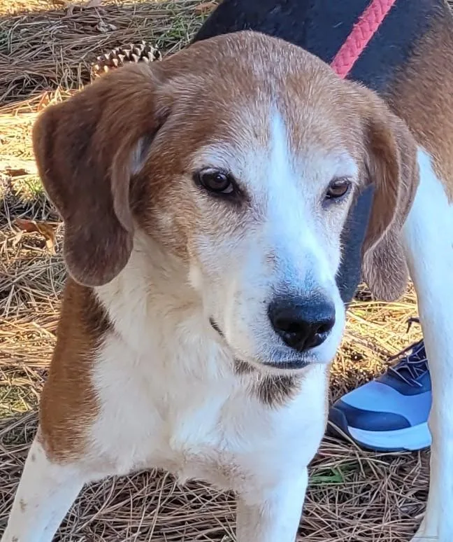 Sgt. Hashmark thumbnail 2