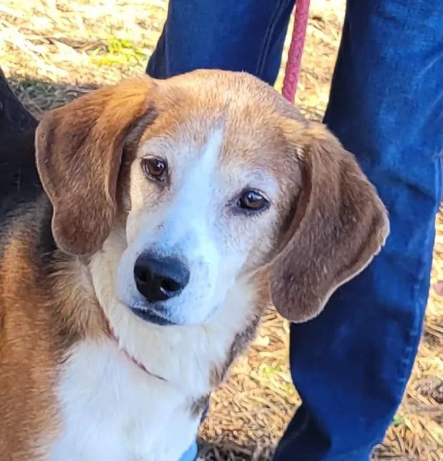 Sgt. Hashmark thumbnail 3