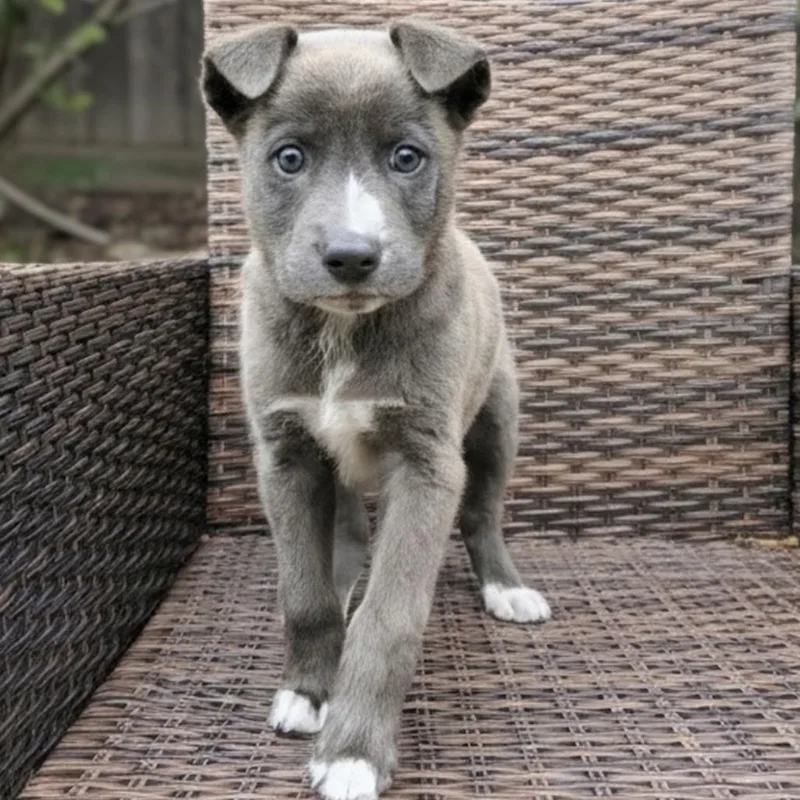 Yogi