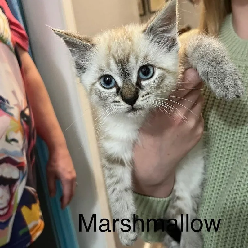 A baby small-sized male Cream / Ivory Domestic Short Hair cat named Marshmallow for adoption in Edwardsville, IL