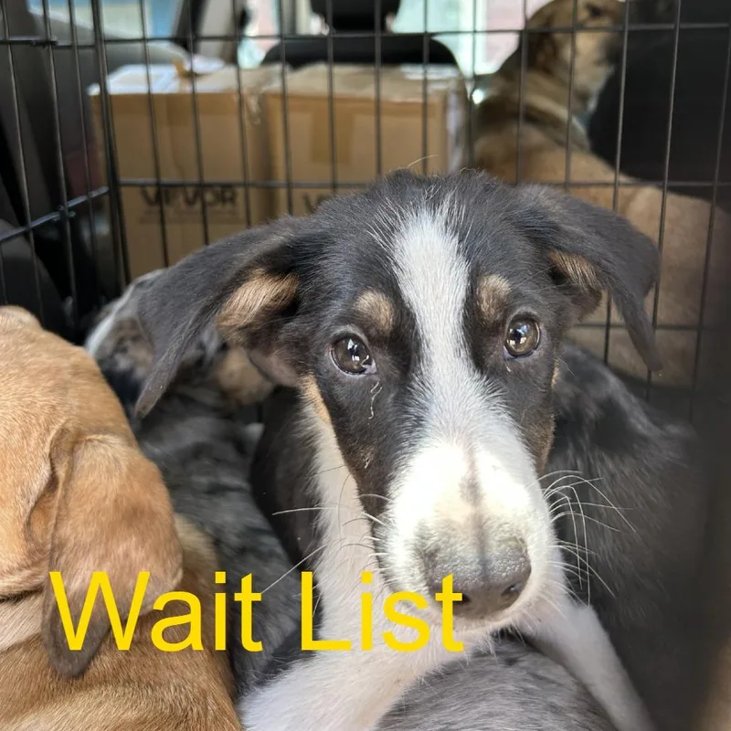 A baby medium-sized female Black Mixed Breed dog named Michonne for adoption in Livingston, TX