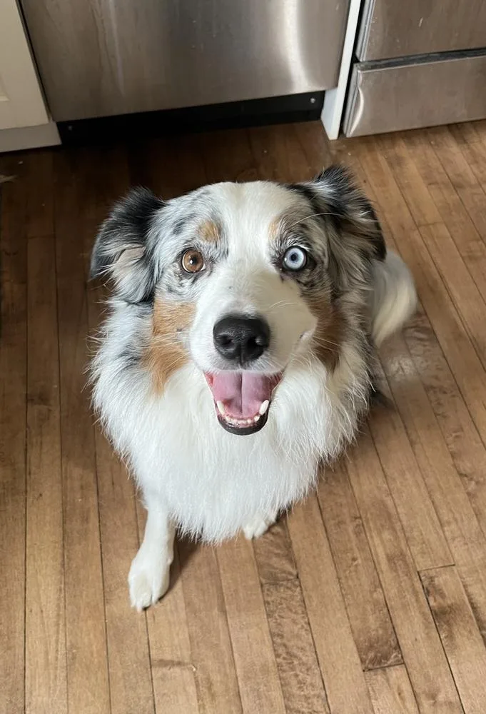 An adult medium-sized male Merle (Blue) Australian Shepherd dog named Shiloh for adoption in Ringwood, IL