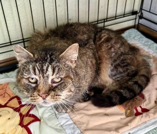 An adult medium-sized female Tabby (Brown / Chocolate) Tabby cat named Annie for adoption in The Dalles, OR