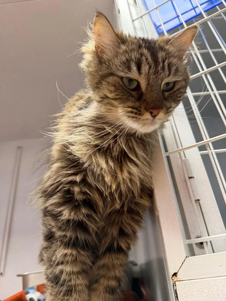 An adult medium-sized female Domestic Long Hair cat named Paisley Mae for adoption in Waverly, NY