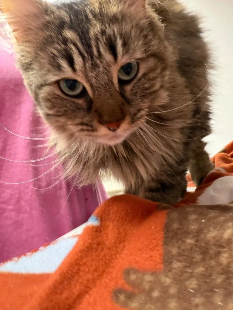 Paisley Mae thumbnail 3