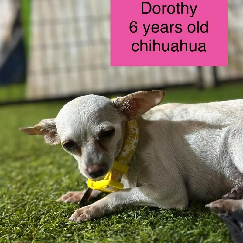 An adult small-sized female White / Cream Chihuahua dog named Dorothy for adoption in Tampa, FL