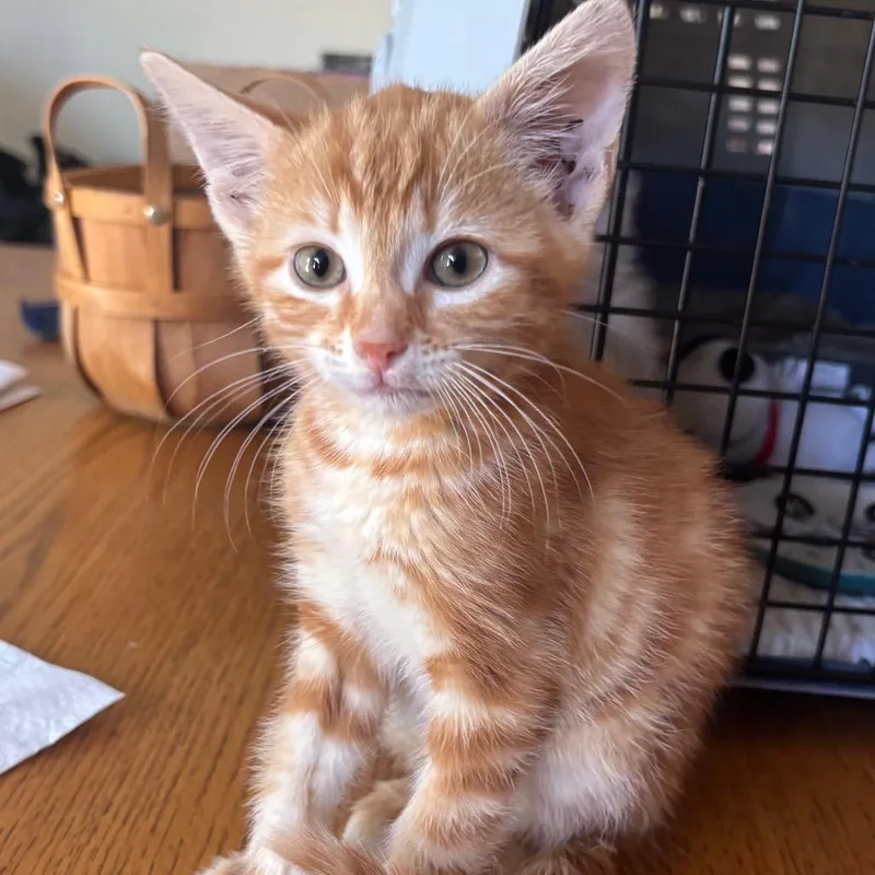 A baby small-sized male Orange / Red Domestic Short Hair cat named Archie for adoption in Columbia, MO