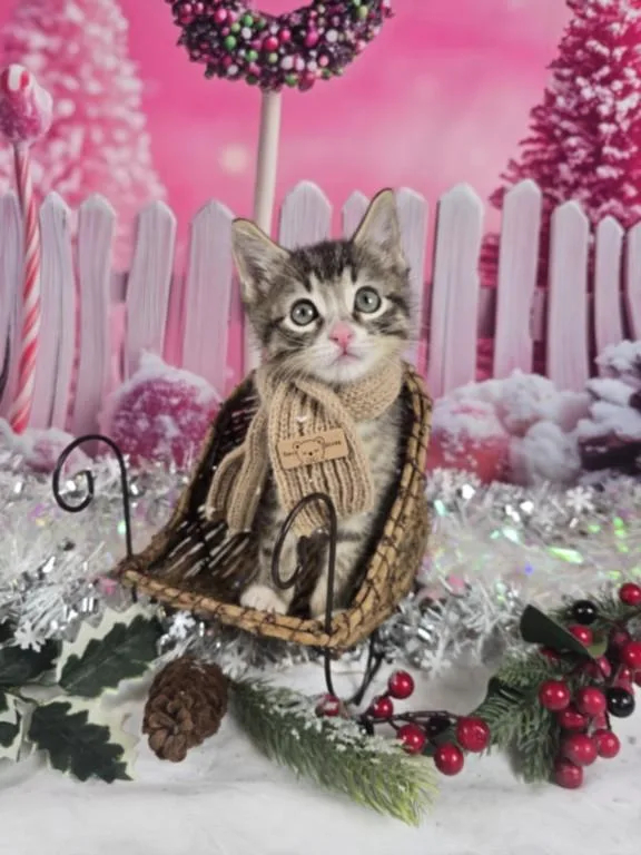 A baby small-sized male Domestic Short Hair cat named Agave for adoption in Las Vegas, NV