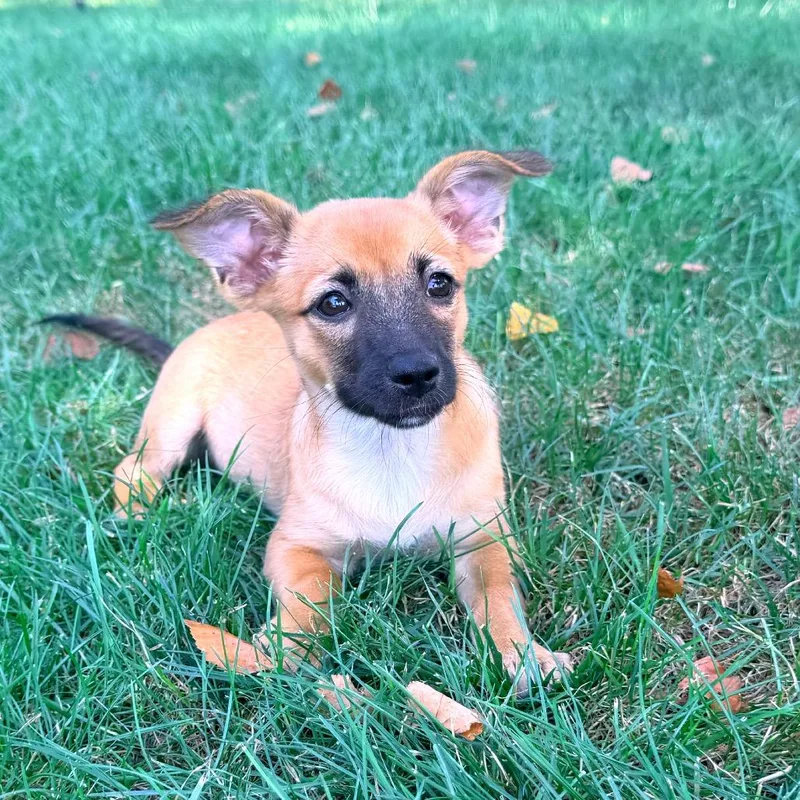 A baby medium-sized female Brown / Chocolate Jack Russell Terrier dog named Tostada for adoption in La Grange, KY