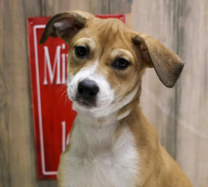 A baby medium-sized female Yellow / Tan / Blond / Fawn Mixed Breed dog named Zita for adoption in Casa Grande, AZ