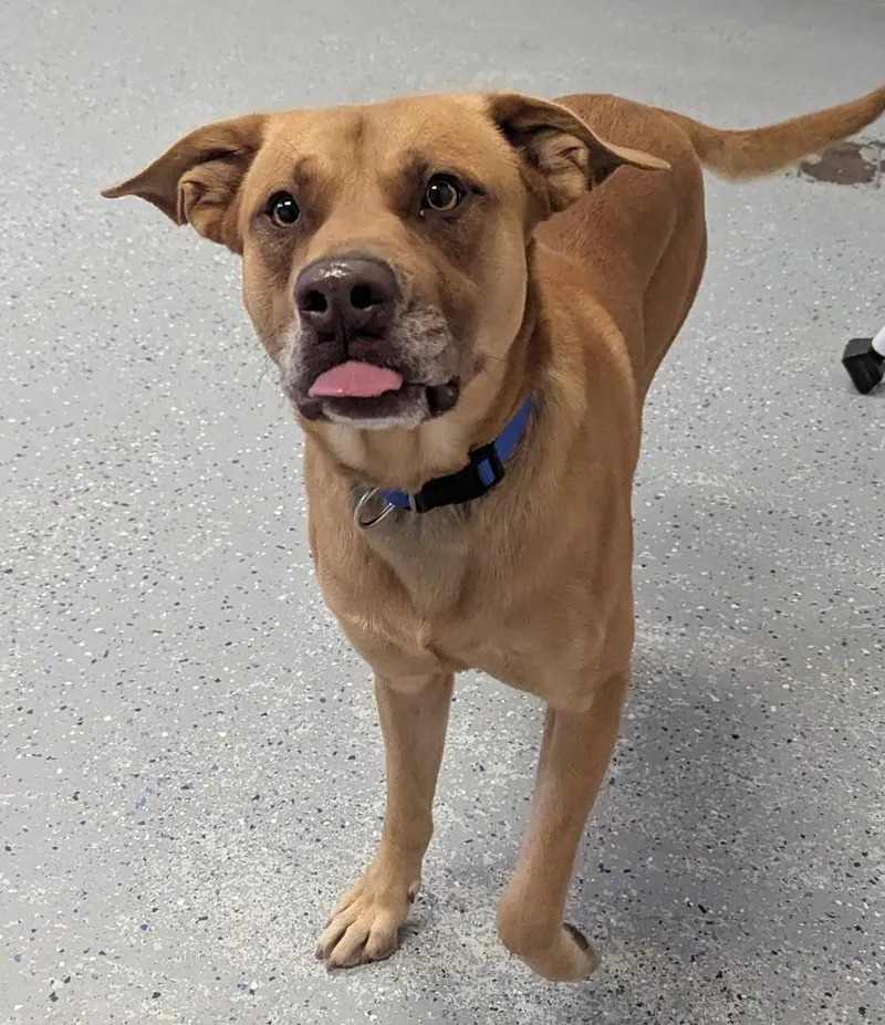 An adult medium-sized male Labrador Retriever dog named Robbie for adoption in Yankton, SD