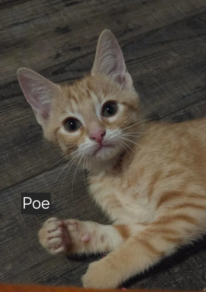 Poe