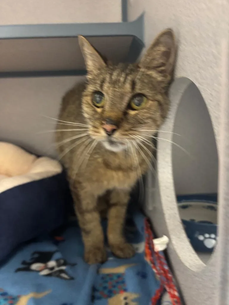 A senior large-sized female Domestic Short Hair cat named Ida for adoption in Liverpool, NY