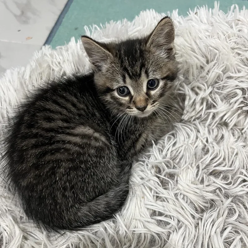 A baby small-sized male Gray / Blue / Silver Domestic Short Hair cat named Pepper Ramishvili for adoption in Merrifield, VA