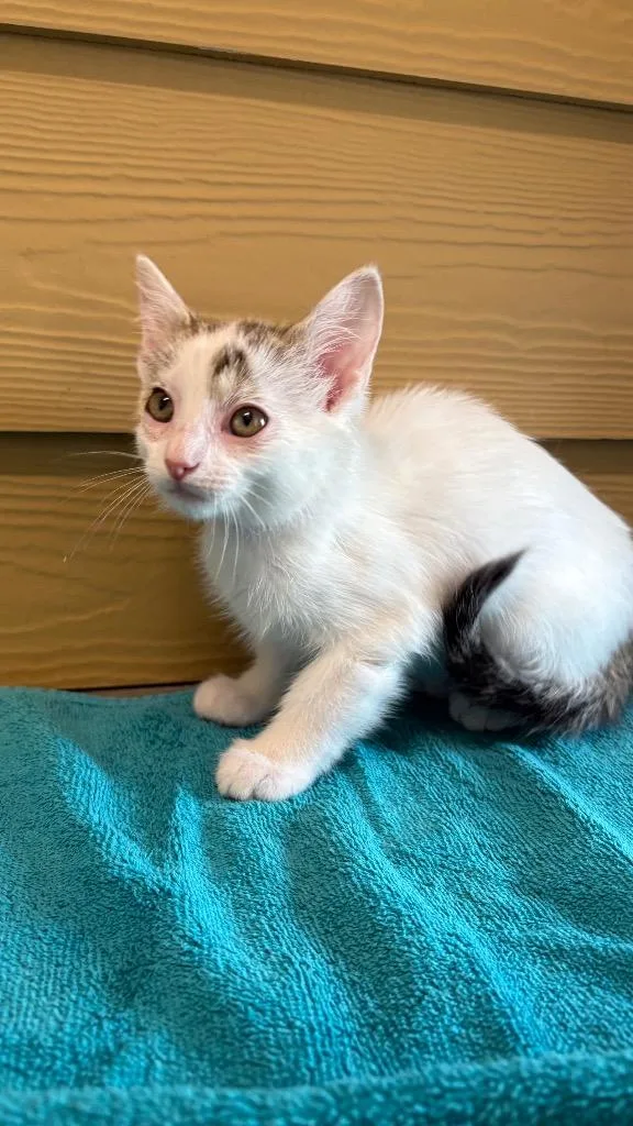 A baby small-sized female Domestic Short Hair cat named Nimbus for adoption in Clarksville, TN