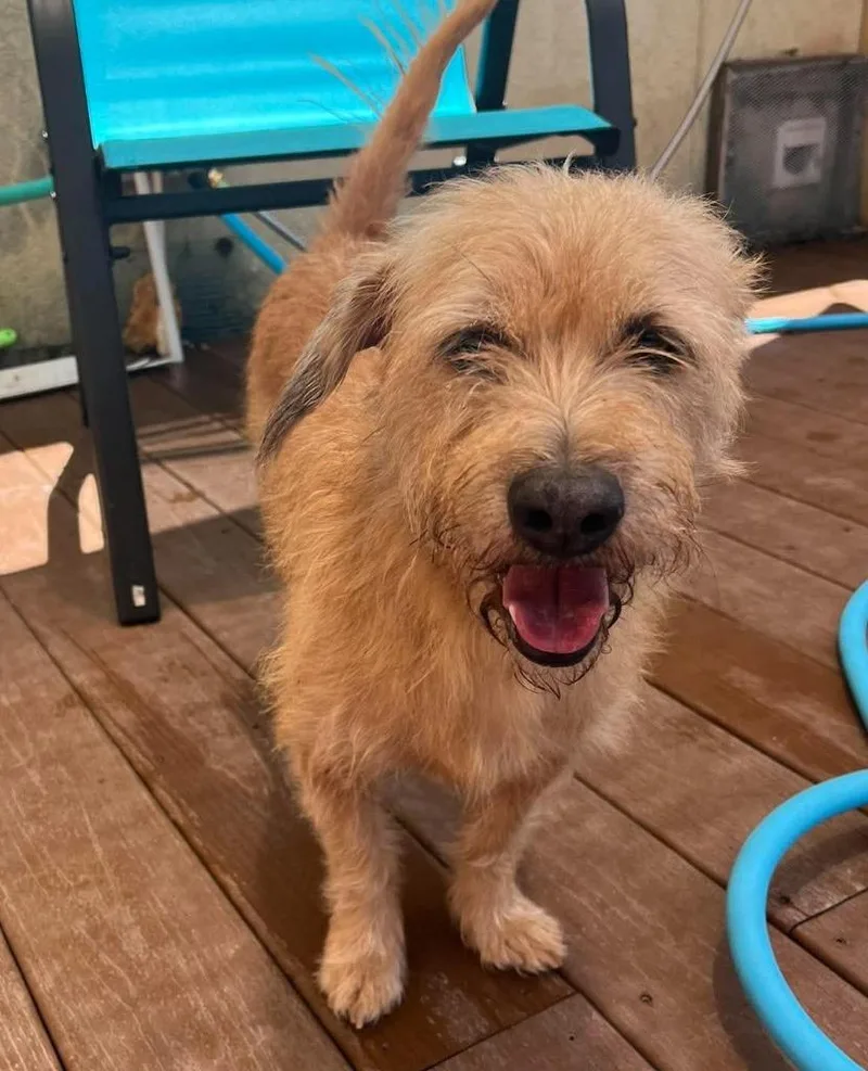 A young small-sized male Wirehaired Terrier dog named Yeti for adoption in St. Augustine, FL