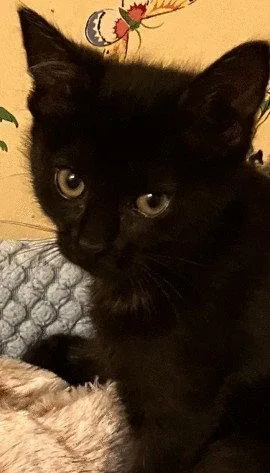 A baby small-sized female Black Domestic Short Hair cat named Maya C Ingram for adoption in Saunderstown, RI