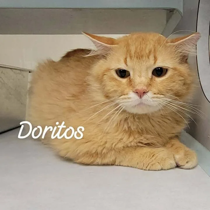 Doritos thumbnail 2