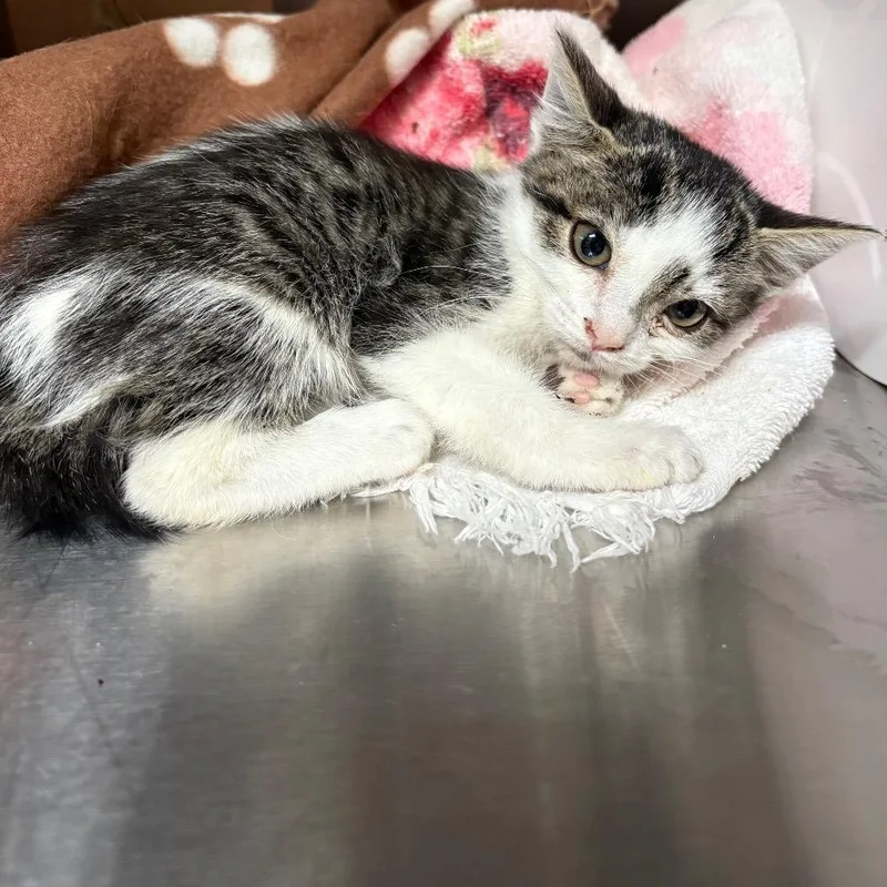 A baby small-sized female Gray / Blue / Silver Domestic Short Hair cat named Inky for adoption in San Gabriel, CA