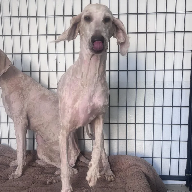 Scarlett Swan thumbnail 2