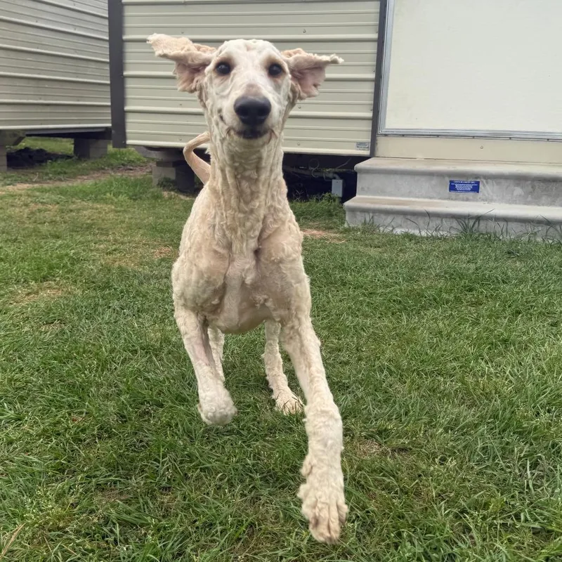 Scarlett Swan thumbnail 3