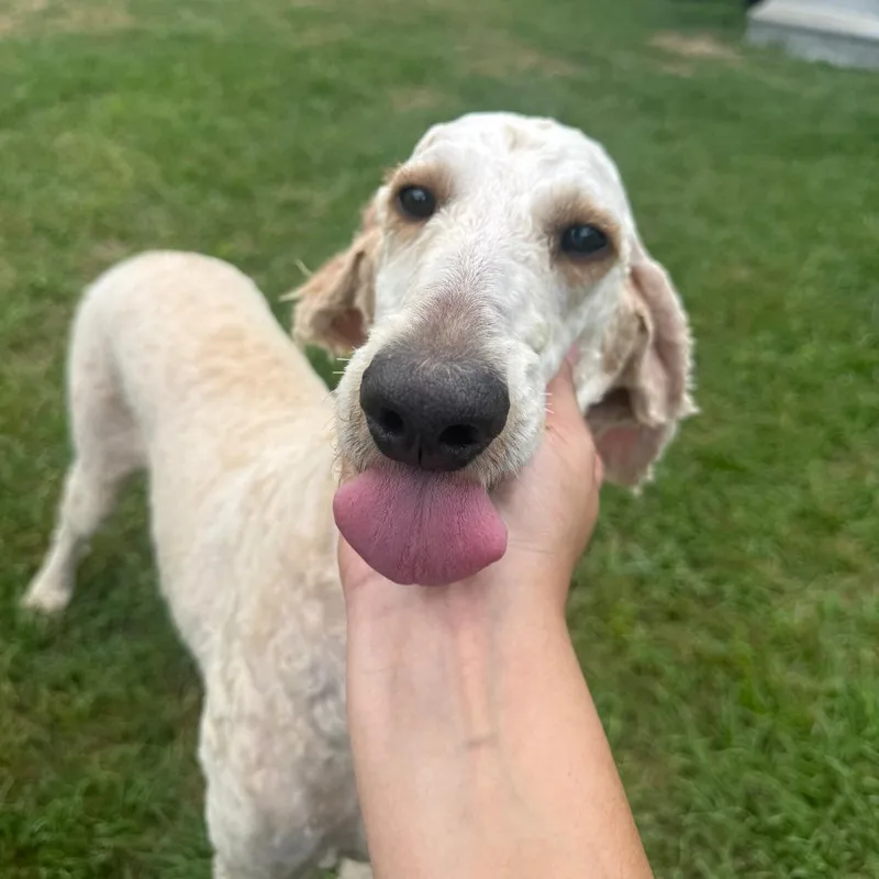 Scarlett Swan thumbnail 4