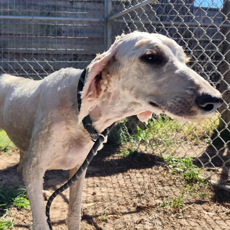 Scarlett Swan thumbnail 5