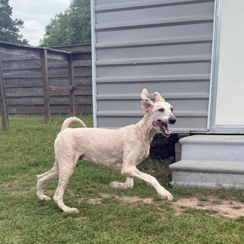 Scarlett Swan thumbnail 6