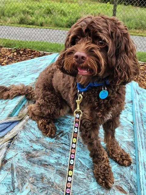 An adult small-sized male Cavalier King Charles Spaniel dog named Dunkin for adoption in Leesburg, VA