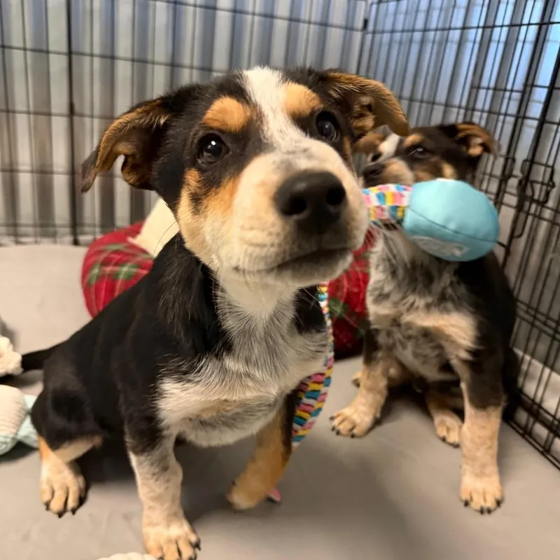 A baby small-sized male Black Australian Cattle Dog / Blue Heeler dog named Barrel for adoption in Flagstaff, AZ