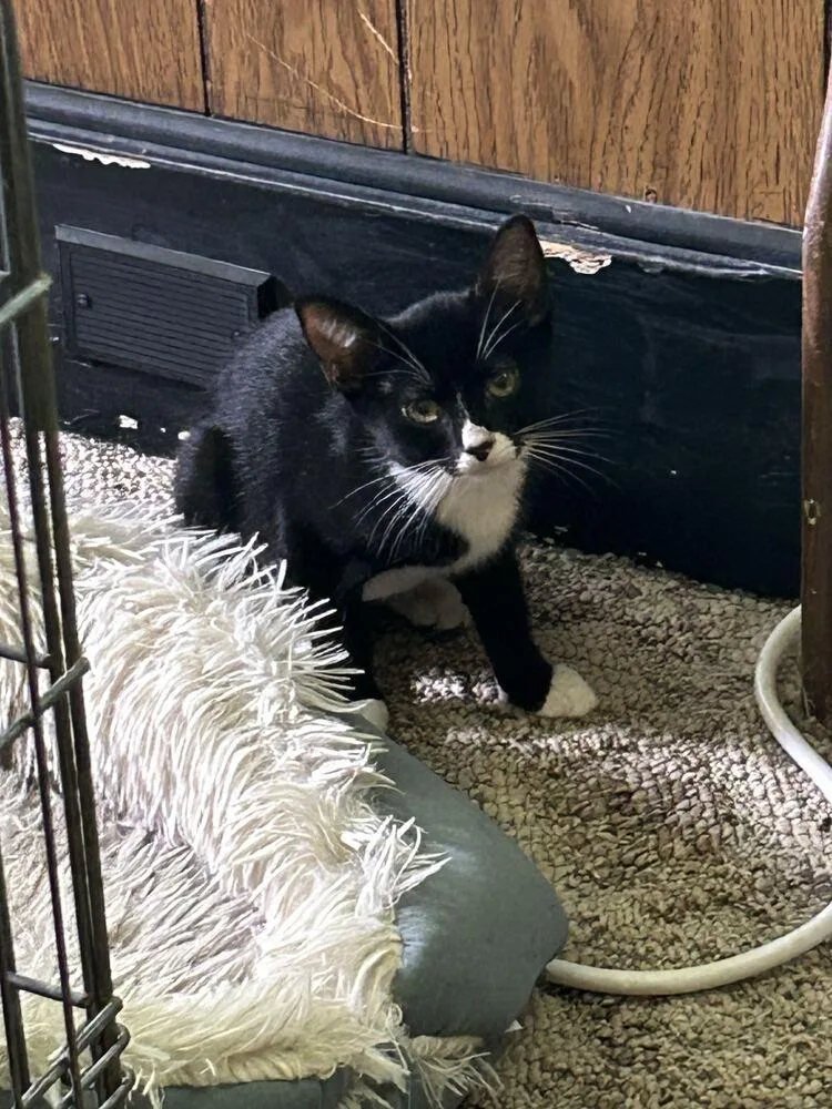 A baby medium-sized female Domestic Short Hair cat named Hannah for adoption in Milltown, NJ