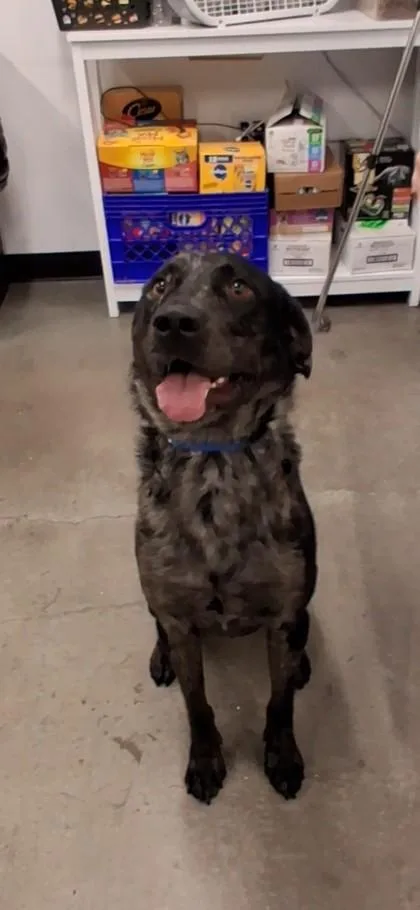 An adult large-sized male Cattle Dog dog named Atlas for adoption in Voorhees, NJ