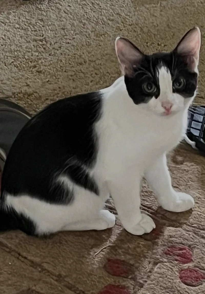 A young medium-sized male Black & White / Tuxedo Tuxedo cat named Sundance Kid for adoption in Fayetteville, GA