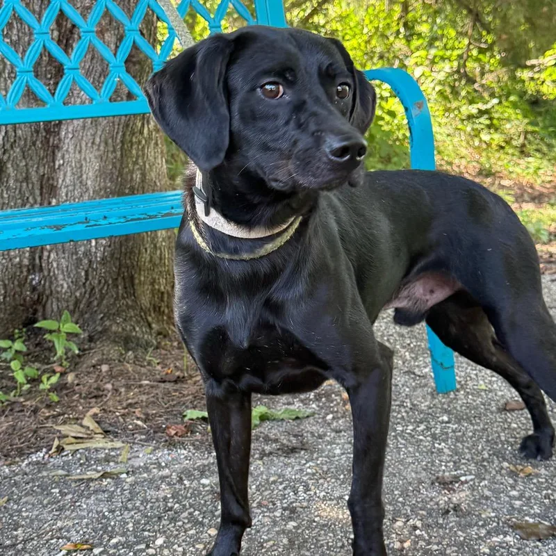 An adult medium-sized male Black Mixed Breed dog named Murphy for adoption in Monroeville, AL