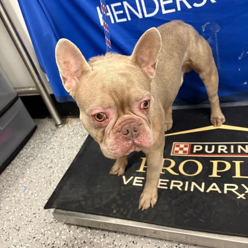 An adult small-sized male French Bulldog dog named HACCStray for adoption in Henderson, NV