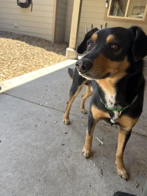 An adult medium-sized male Australian Kelpie dog named Jackson for adoption in South Lake Tahoe, CA